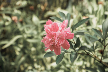 A beautiful pink flower on a background of green petals