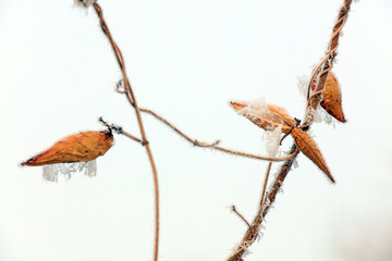 Ice Crystals on Metapress japonica