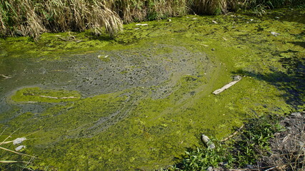 Environmental pollution ecological problem.River that is polluted with various garbage and trash, Polluted rivers