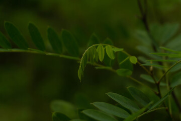 incredibly beautiful fairytale acacia foliage, selective focus image
