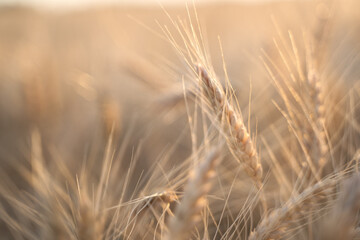 Fototapeta premium Ears of Golden wheat are closed. Rural scene in the sunlight. Summer background of ripening ears of agricultural landscape. Natural product of the wheat field.