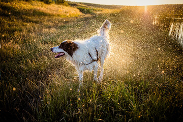 happy white shepherd dog swimming in lake in summer sunset