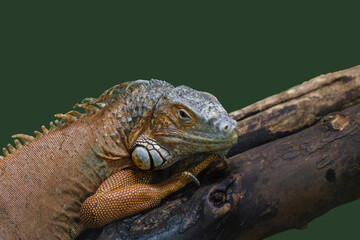 Iguana on a branch against a dark background, A beautiful animal at home. Sitting on a branch.