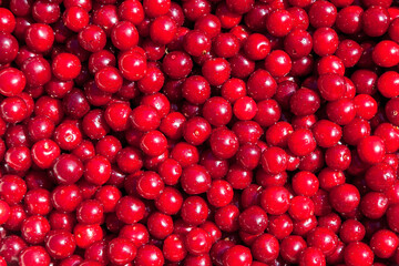 Red Cherry Background