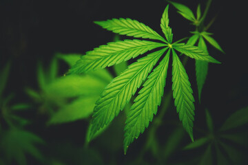 Leaf green marijuana hemp cannabis on blurred dark background