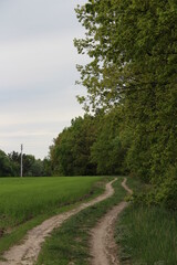 Fototapeta na wymiar Rural landscape in spring season