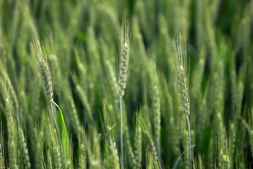 Imminent ripening of wheat ears