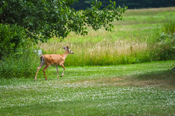 Deer strolling by
