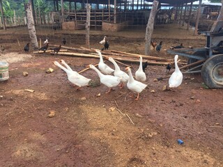 Many ducks are on the farm.