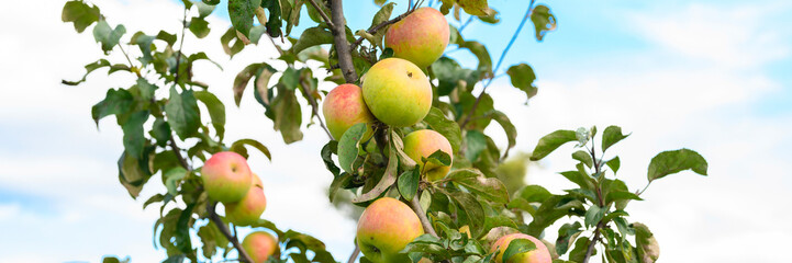 red green ripe fruits apples on a branch of an apple tree in the garden on sky background. banner