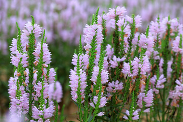 Labiatae perennial perennial perennial herbs