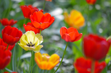 Naklejka premium Red An Yellow Tulips Close Up