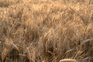 Ears of Golden wheat are closed. Rural scene in the sunlight. Summer background of ripening ears of agricultural landscape. Natural product of the wheat field.