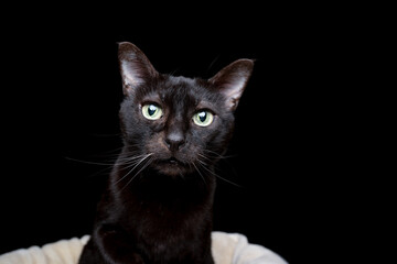 portrait of a curious black cat on black background standing on pet bed