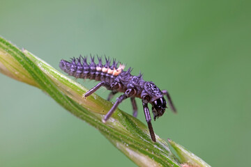 Ladybug larvae in natural state， north China