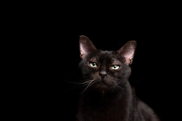 black cat isolated on black backgroud lookiing at camera