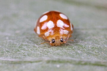 ladybug on green leaves, North China