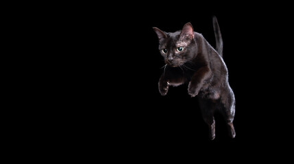 black cat mid air jump isolated on black background