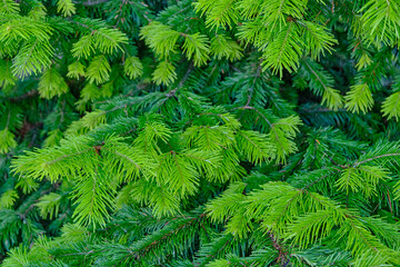 spruce branches with light green shoots