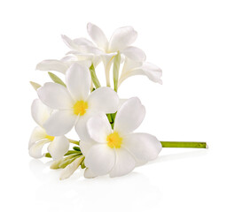Fototapeta na wymiar frangipani flower isolated on white on white background