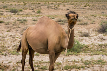 Camel close-up. The body and face of a camel. Brown coat of a large animal. Camel grazes in the semi-desert. Summer steppe landscape. The pasture of camels. Desert with camel grass.