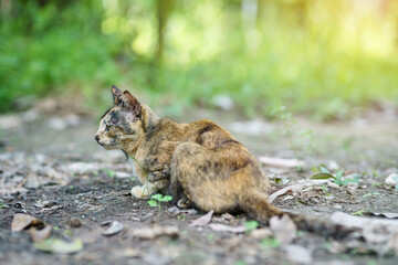 Orange cat Thailand sitting on the ground in the garden grass under sunlight.