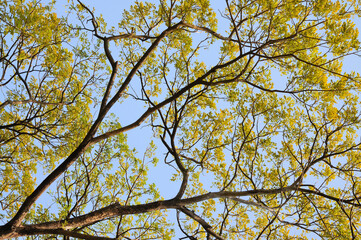 Tree Branches and Leaves on Blue Sky
