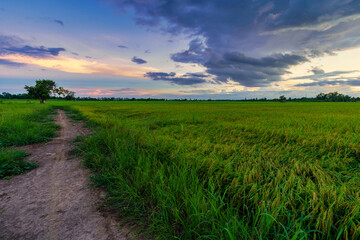 Beautiful green field cornfield or corn in Asia country agriculture harvest with sunset sky background.
