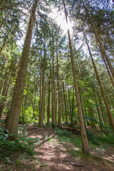 Forest with conifer and decidous trees near Hildburghausen in the Thuringia (Thüringen), Germany