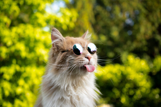 naughty maine coon cat wearing shades sticking out tongue