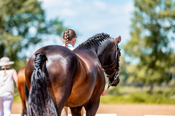 Horse show in hand, portrait of beautiful healthy horse.