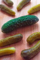 One fresh cucumber and eight small pickles on a wooden background
