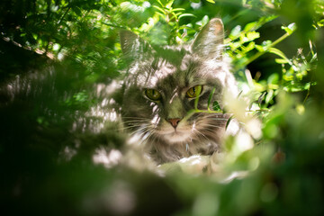 maine coon cat resting between lush foliage in the sunlight