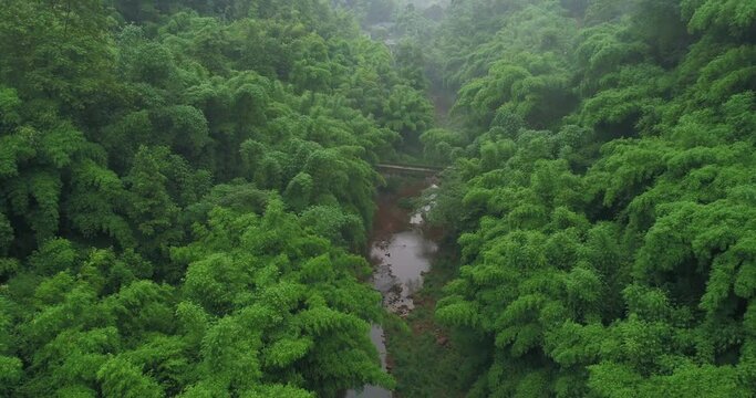 Aerial view of bamboo woods in the rain stream flowing in the middle of bamboo forest with stone bridge and Chinese village  hidden in the mountain 4k drone landscape footage