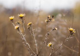 
autumn dry bush in the field for background and text