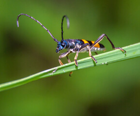A long horn indigo and yellow wing on green leaves, macro