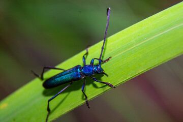 The dark indigo wild insect is on the leaves of bright green.