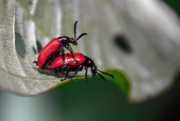 a couple of lily leaf beetle is reproducing on big leaf.