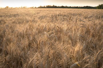 Obraz premium Ears of Golden wheat are closed. Rural scene in the sunlight. Summer background of ripening ears of agricultural landscape. Natural product of the wheat field.