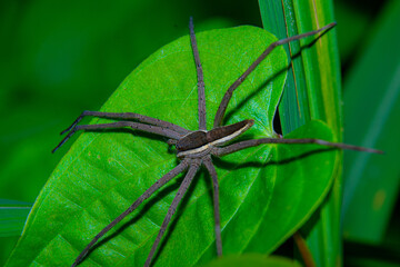 A brown spider slim stand on absolute green leaves.