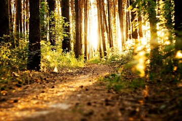 Obraz premium sun rays in the forest
