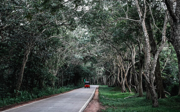 road in the woods