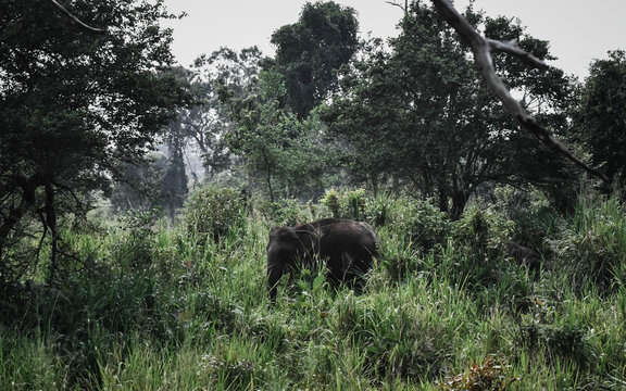 elephants in the wild