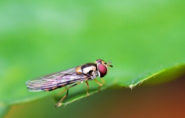 Hoverfly on a green leaf.