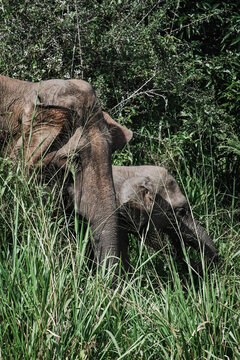 elephant in the forest