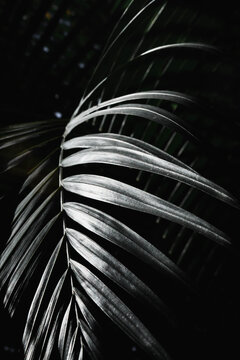 palm