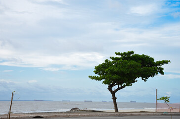 sidewalk tree with beach in the background
