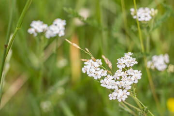 Close-up of white blossoms of yarrow (Wiesen-Schafgarbe, Achillea, Asteraceae), near Hildburghausen in Thuringia, Germany