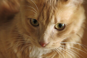 tete de chat beige aux yeux beiges et au museau long