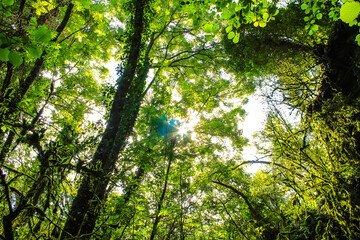bosque